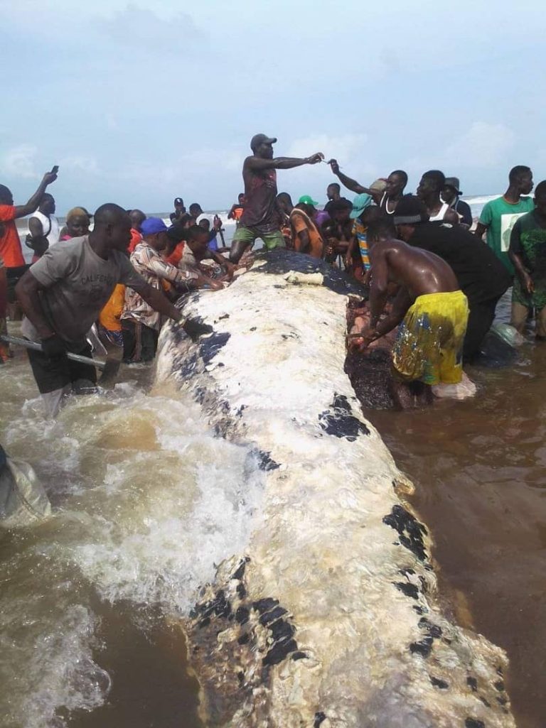 Bayelsa residents butcher stranded Whale for meat