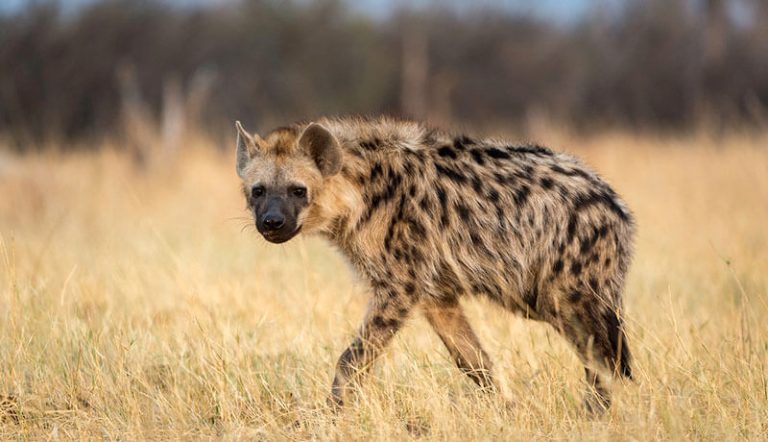 Fear, panic in Jos as hyena escapes from zoo