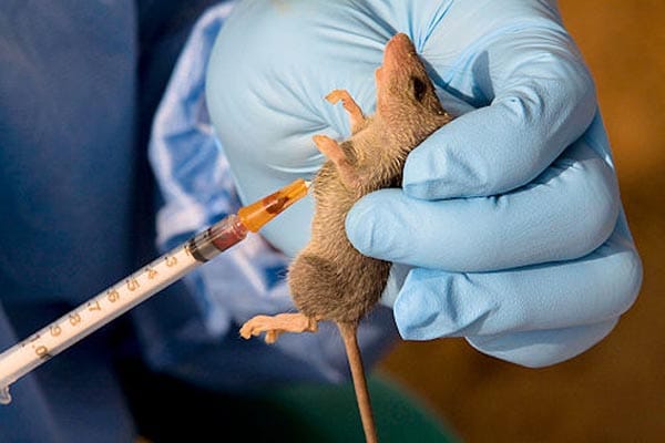 Lassa Fever kills 50 Taraba residents